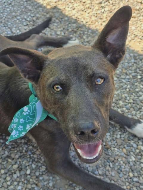 Enlarge Gigi, a ADOPTABLE mixed breed in Charlotte, NC image 2/6