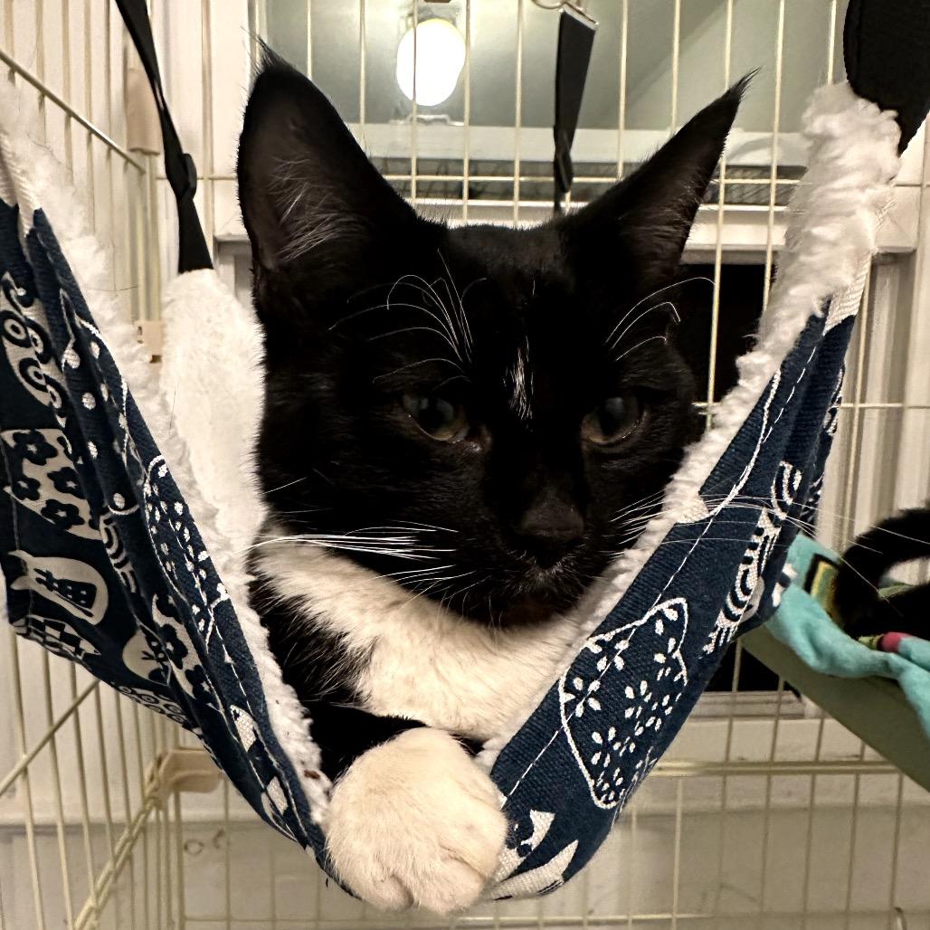 Oliver (bonded with Binx), Adoptable, Kitten Male Domestic Short Hair.