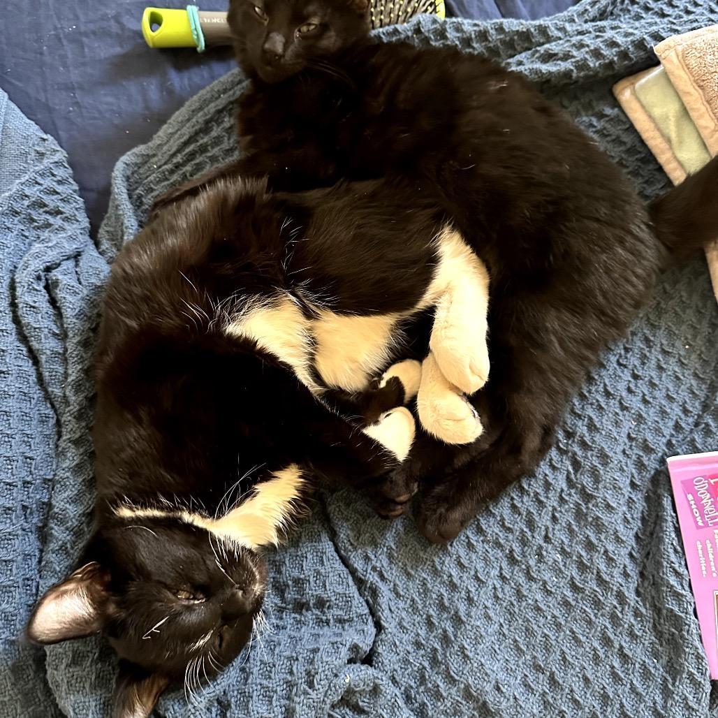 Enlarge Oliver (bonded with Binx), a Adoptable Domestic Short Hair image 2/3