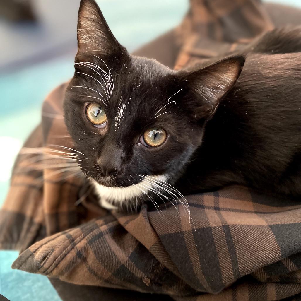 Enlarge Oliver (bonded with Binx), a Adoptable Domestic Short Hair image 3/3