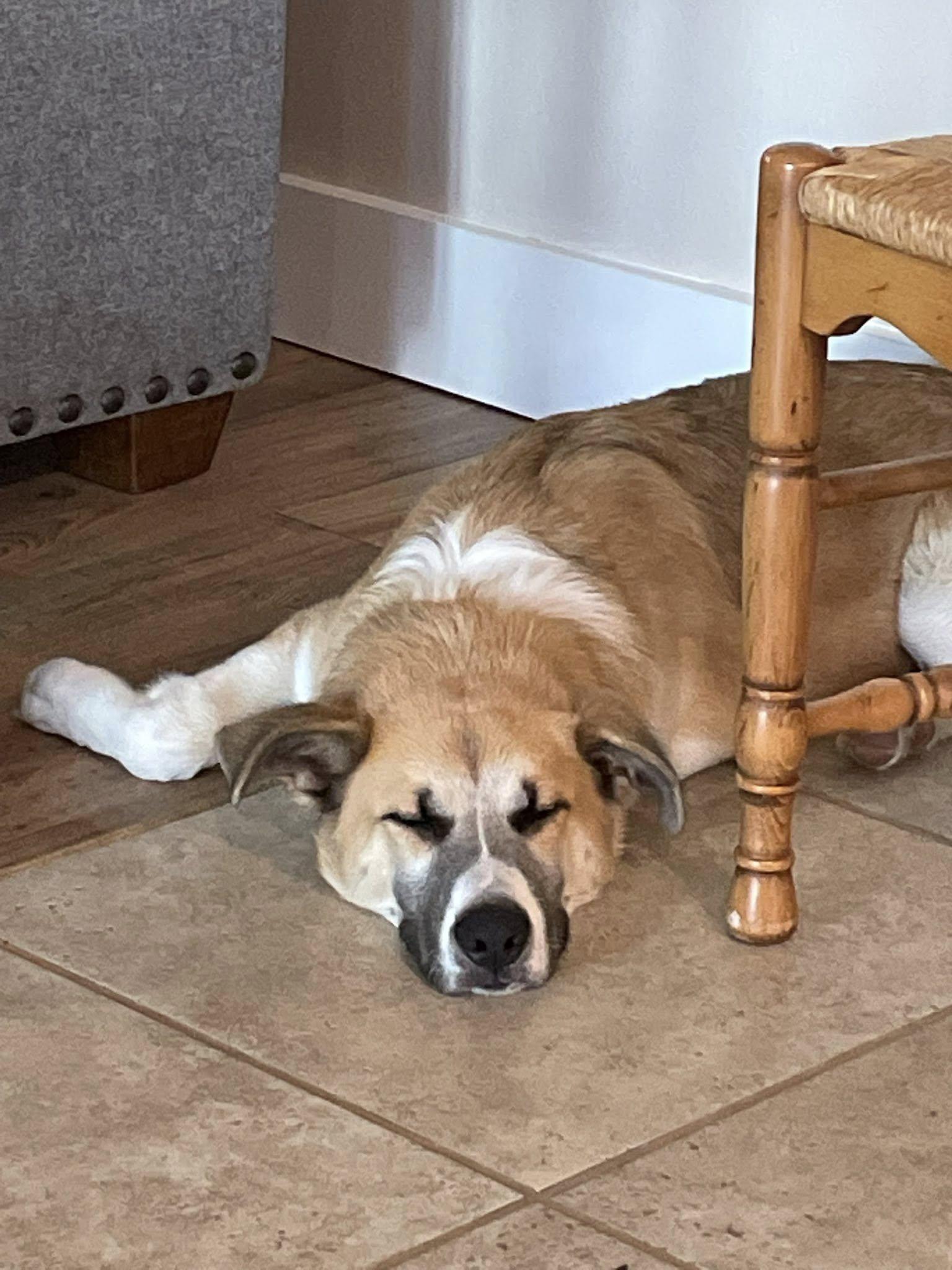 Enlarge Little, a Adoptable mixed breed in West Richland, WA image 2/6