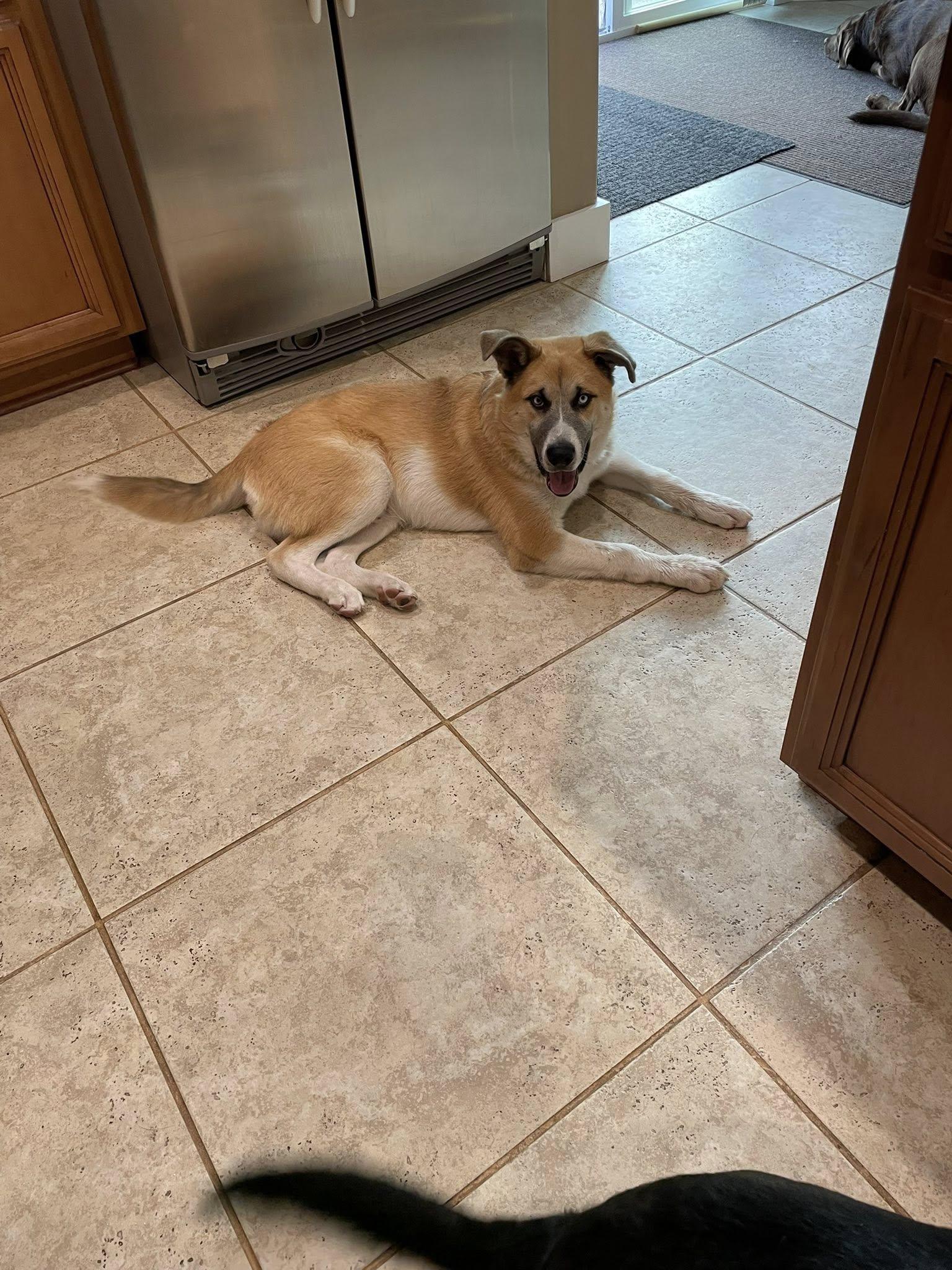 Enlarge Little, a Adoptable mixed breed in West Richland, WA image 5/6