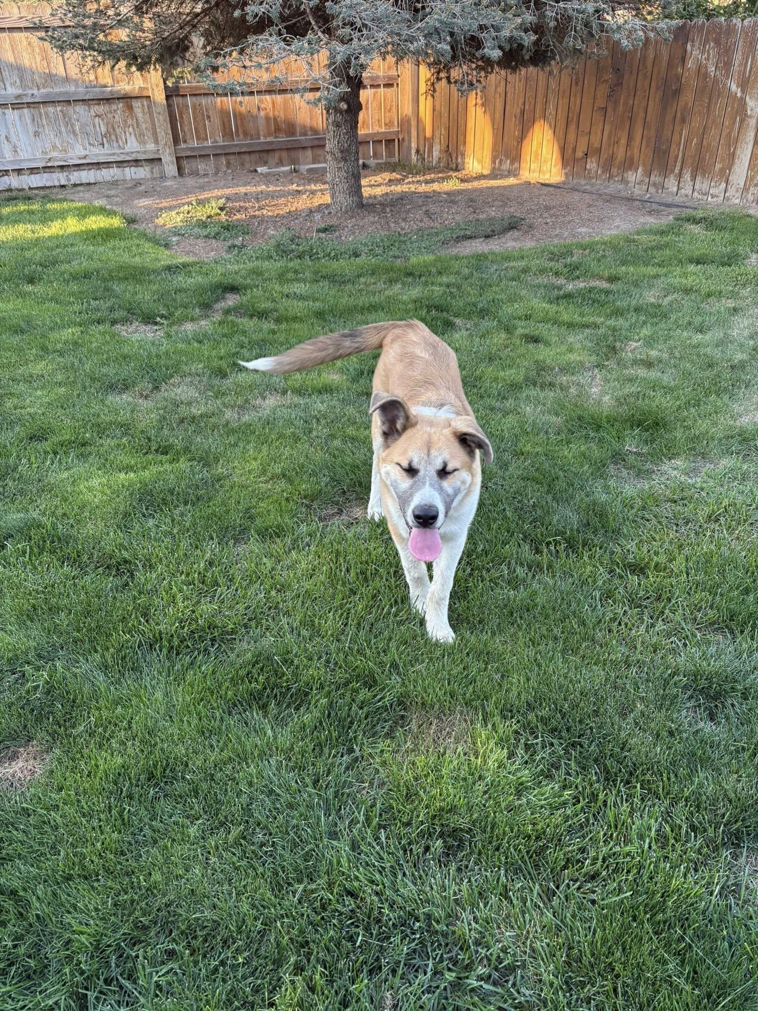 Enlarge Little, a Adoptable mixed breed in West Richland, WA image 6/6