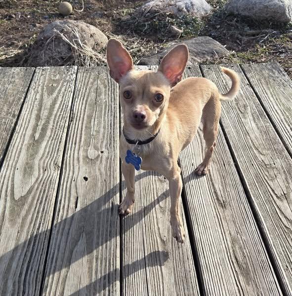 Enlarge Johnny, a Adoptable Chihuahua in Lockport, NY image 1/1