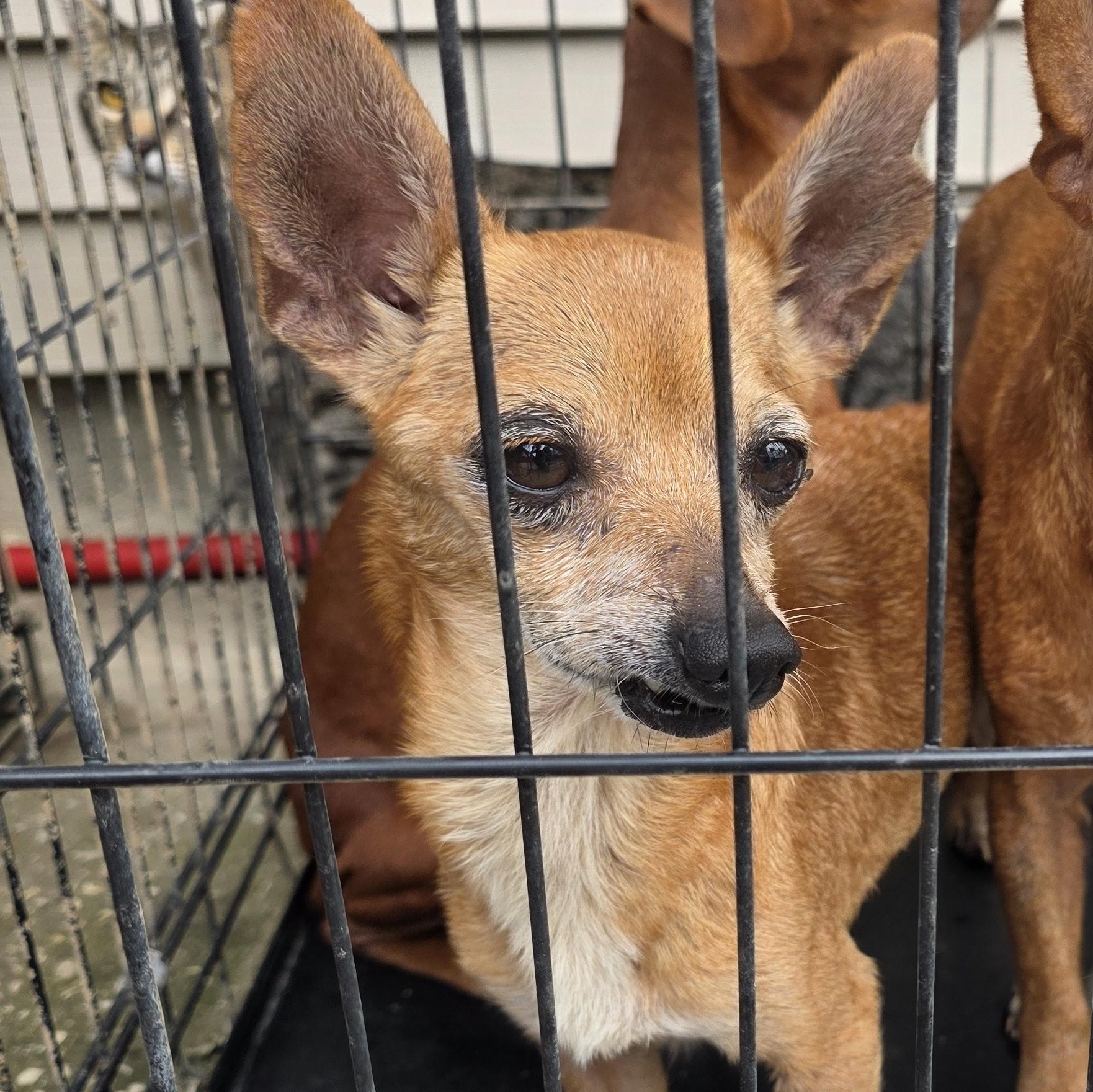 Chaos, Adoptable, Adult Male Chihuahua.