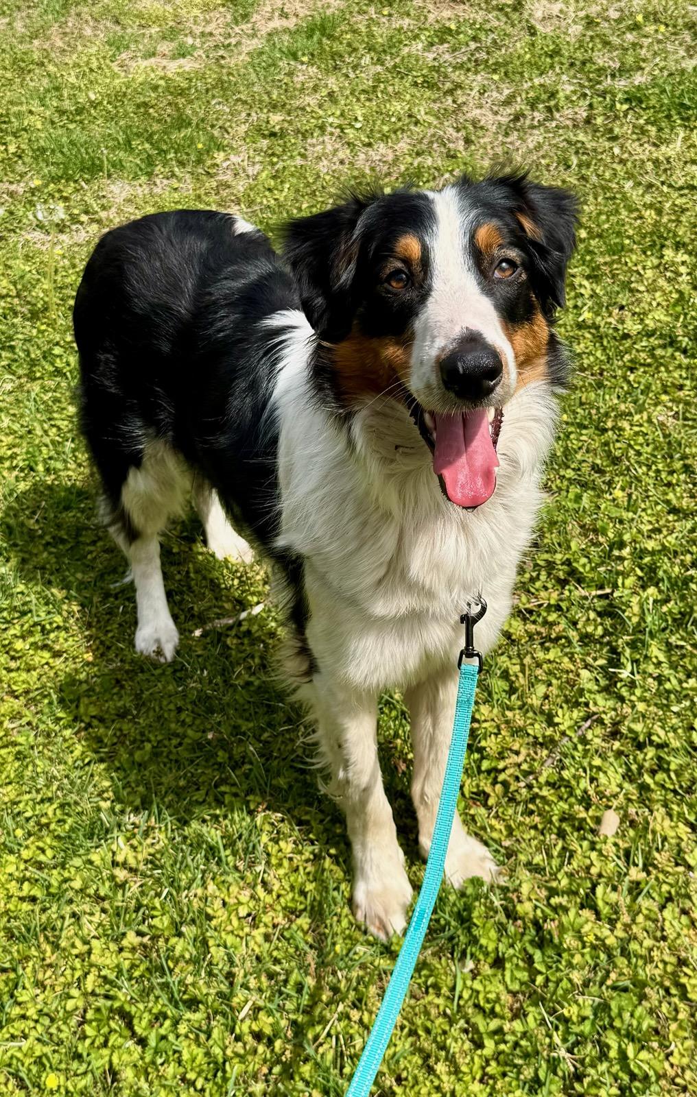Waylon, adopted, Adult Male English Shepherd.