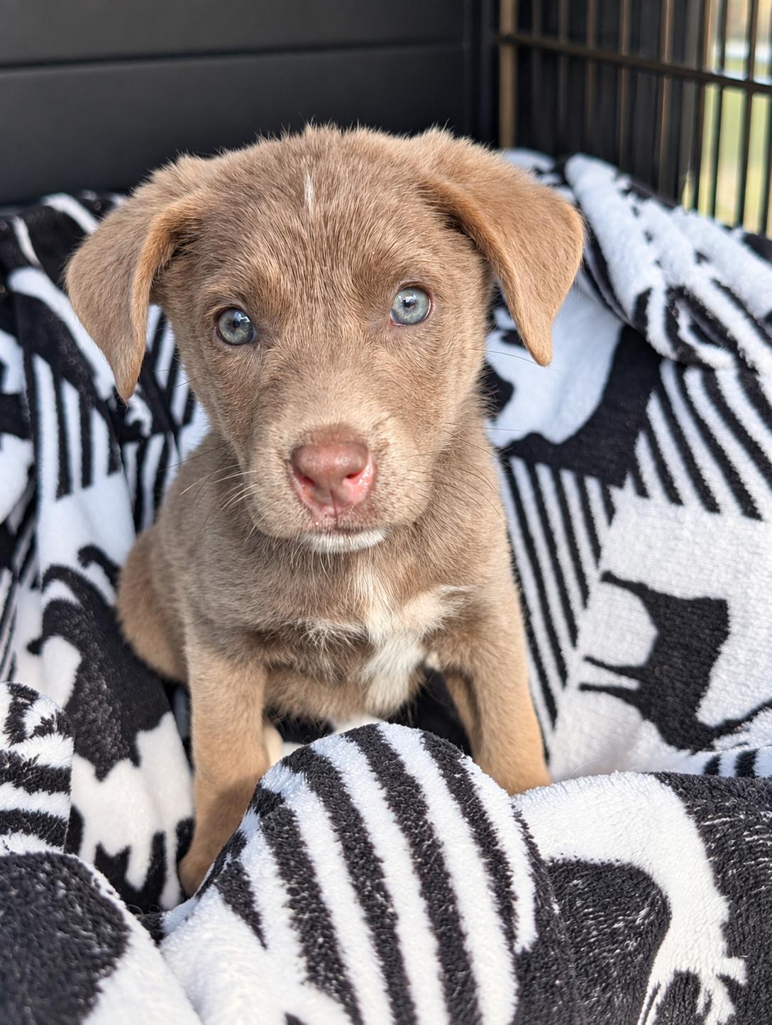 Enlarge Harper, a Adoptable mixed breed in Jacksonville, FL image 1/1