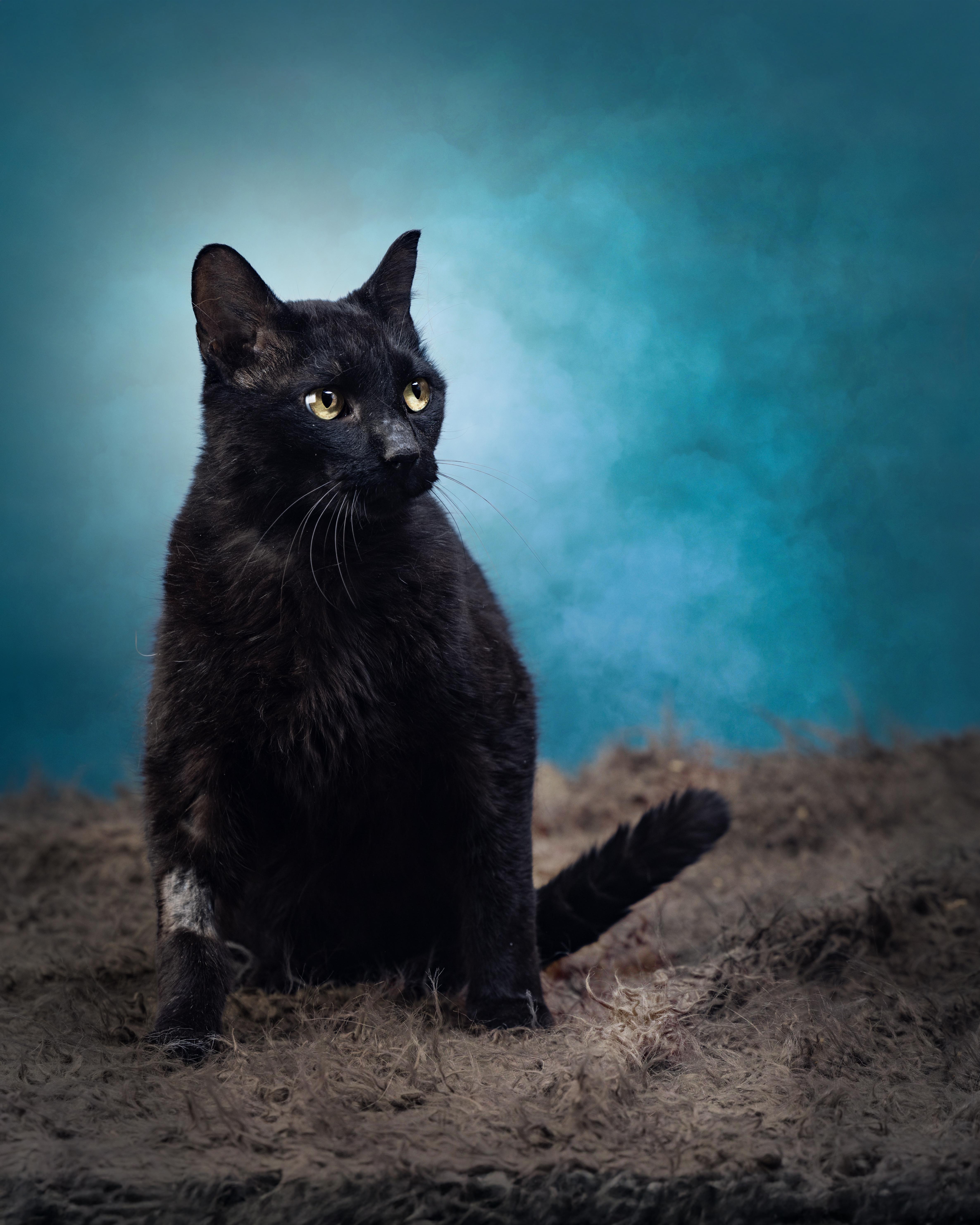 Enlarge Squid, a Adoptable Domestic Short Hair in Springfield, IL image 2/2