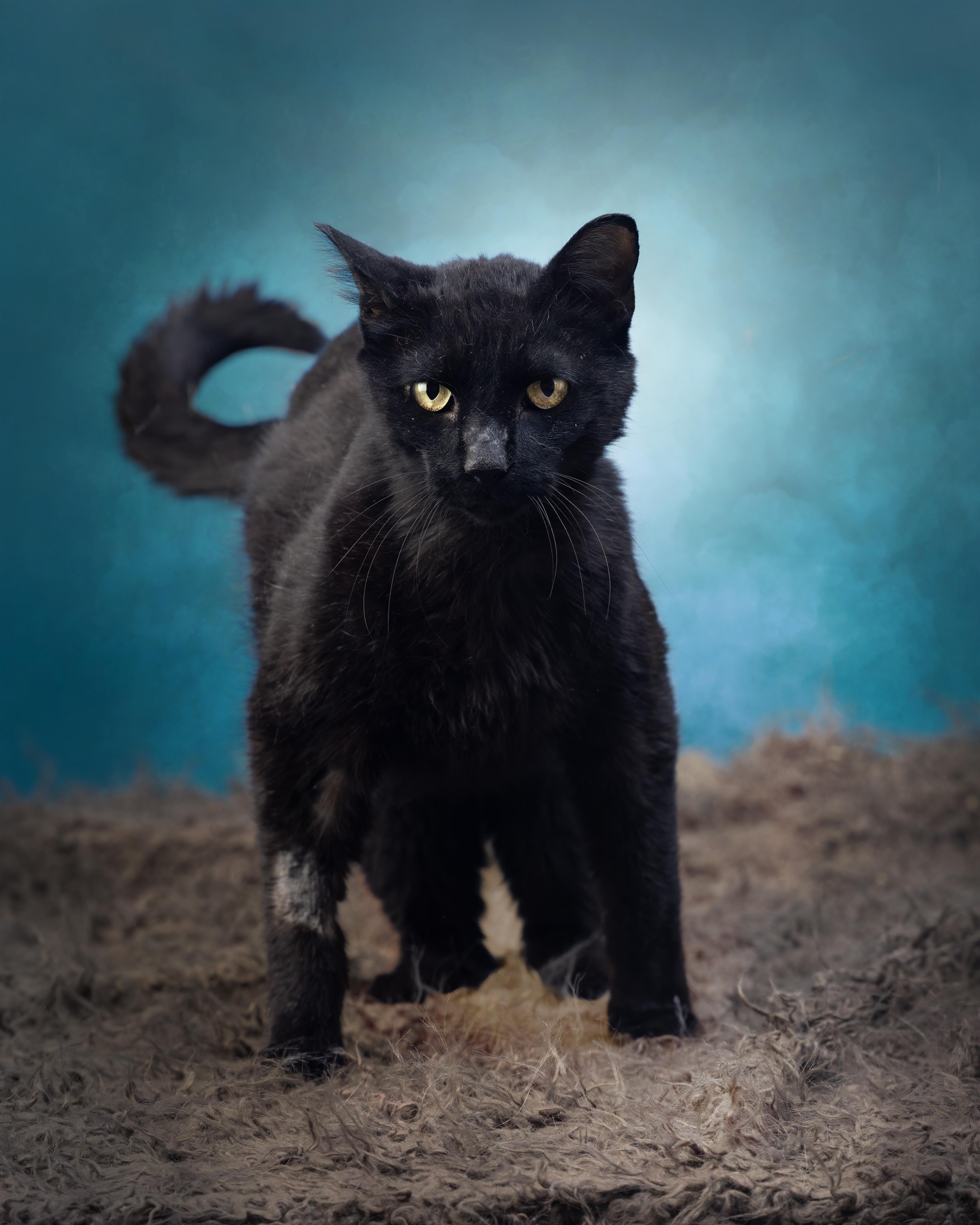 Squid, Adoptable, Young Male Domestic Short Hair.