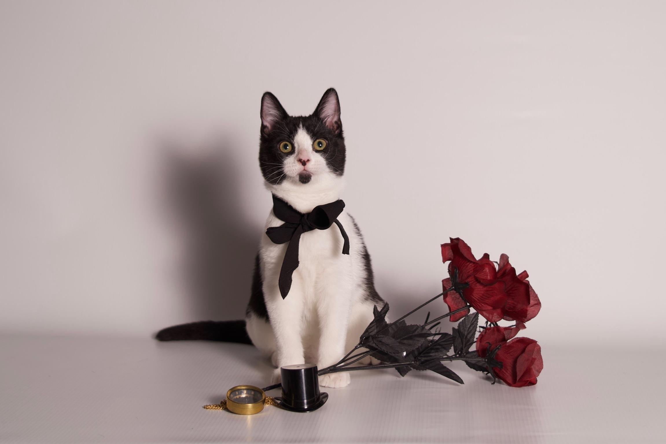 Enlarge Debonaire, a ADOPTABLE Domestic Short Hair in Riverside, CA image 1/4