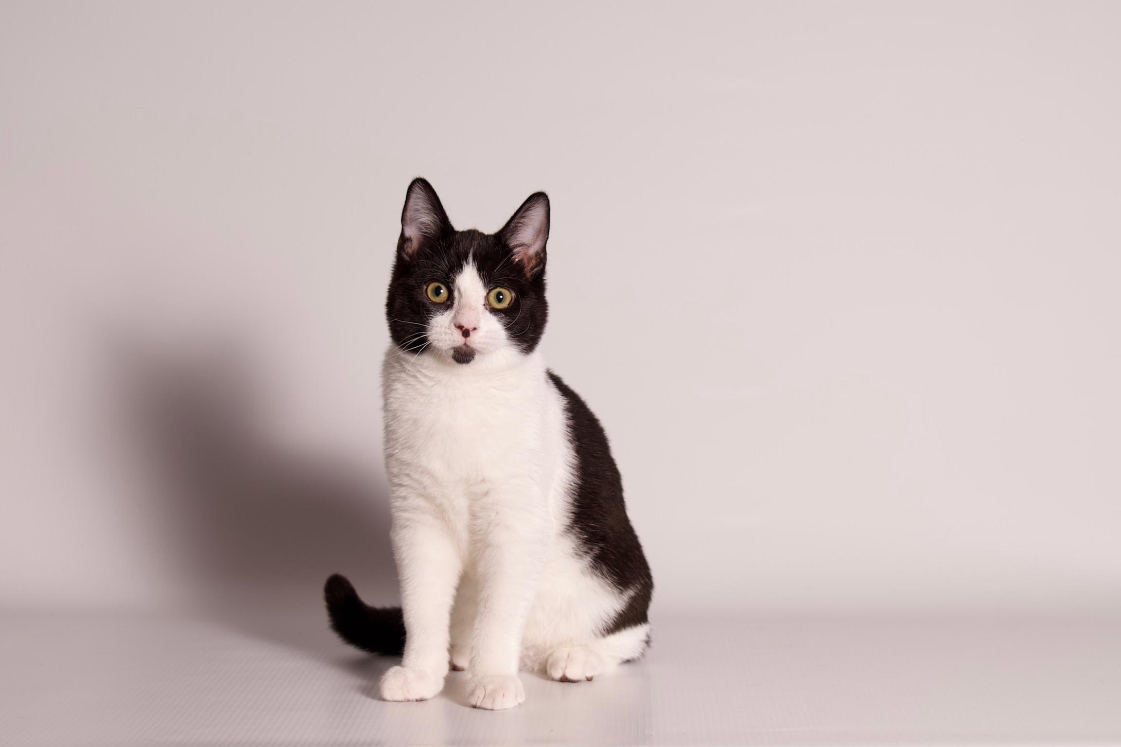 Enlarge Debonaire, a ADOPTABLE Domestic Short Hair in Riverside, CA image 2/4