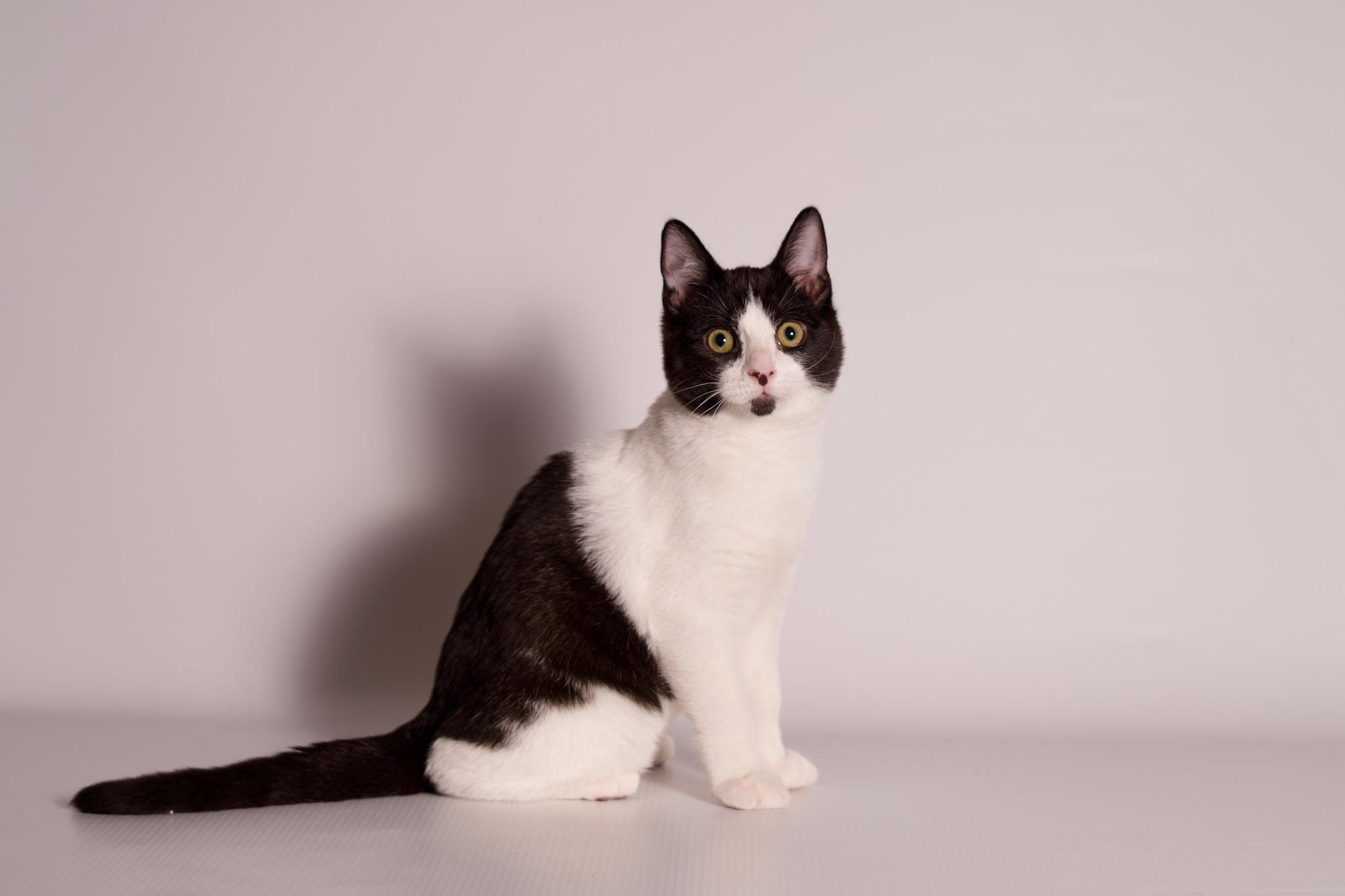 Enlarge Debonaire, a ADOPTABLE Domestic Short Hair in Riverside, CA image 3/4