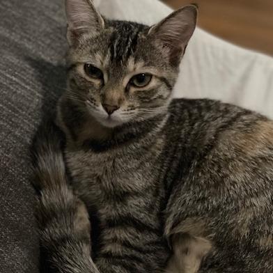 Skipper, Adoptable, Young Female Domestic Short Hair.