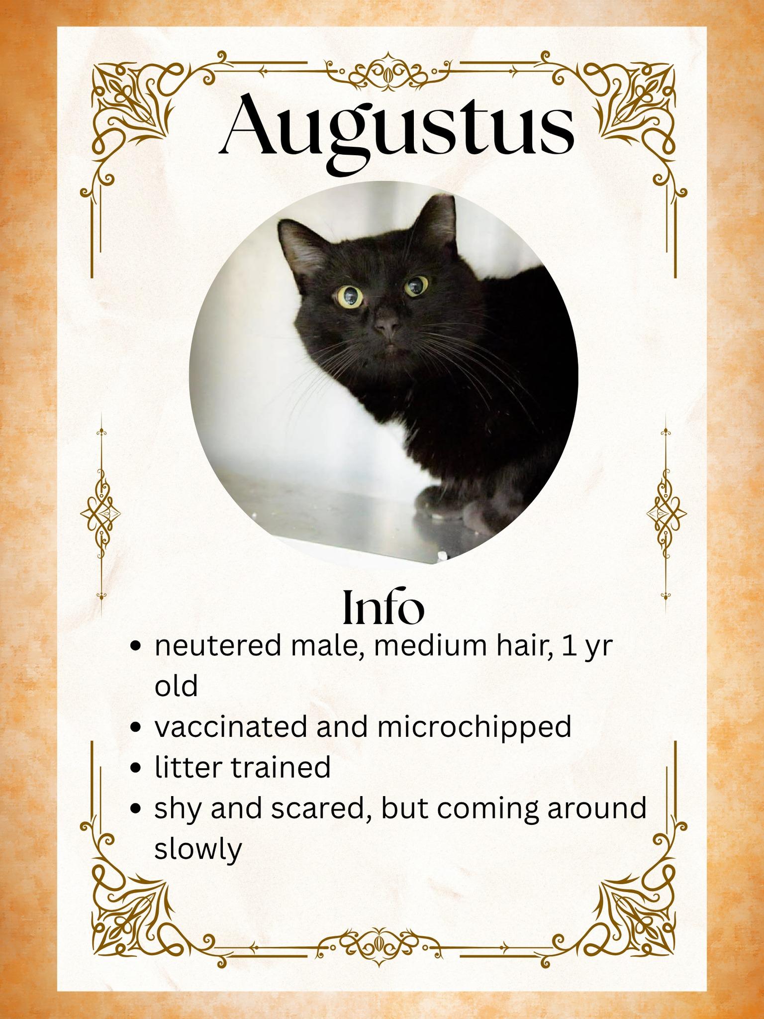 Enlarge Augustus, a ADOPTABLE Domestic Short Hair in Greensburg, IN image 1/1