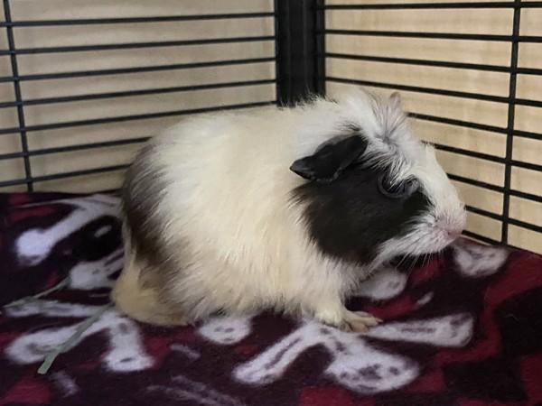 Lois Lane, Adoptable, Baby Female Guinea Pig.