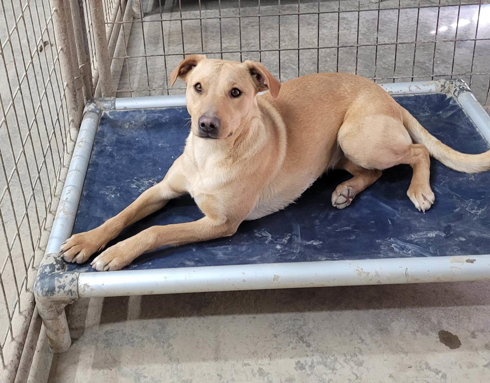 Enlarge Honey, a Adoptable Mixed Breed in Poland, IN image 1/1