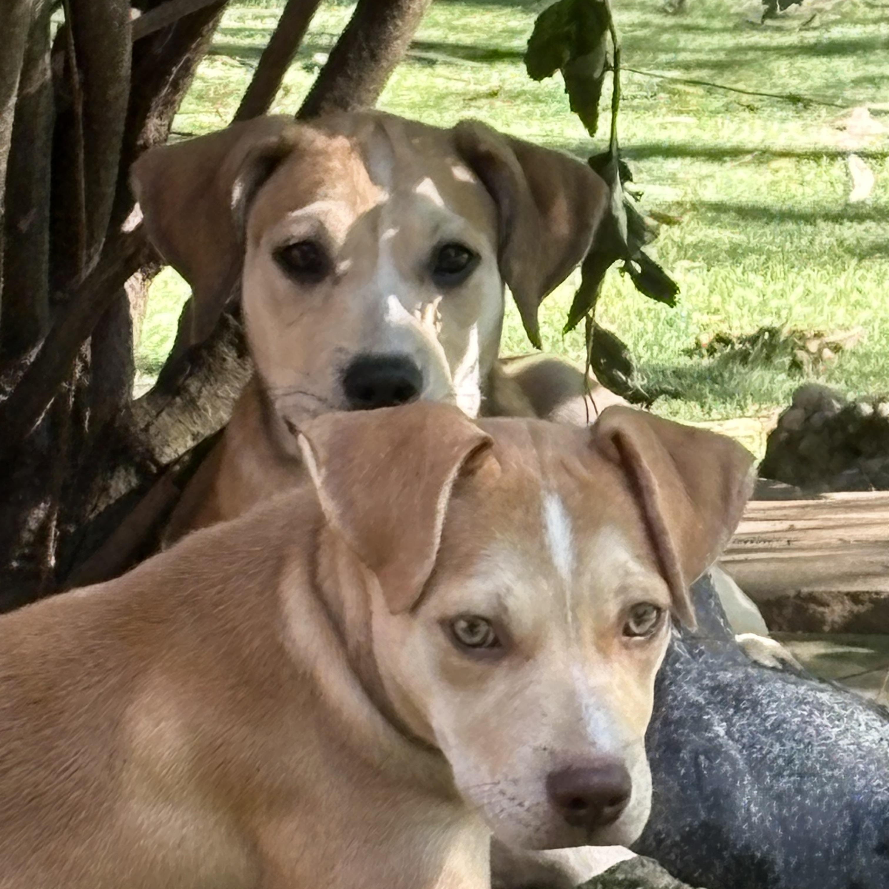 Enlarge Beta, a Adoptable mixed breed in Cincinnati, OH image 2/2
