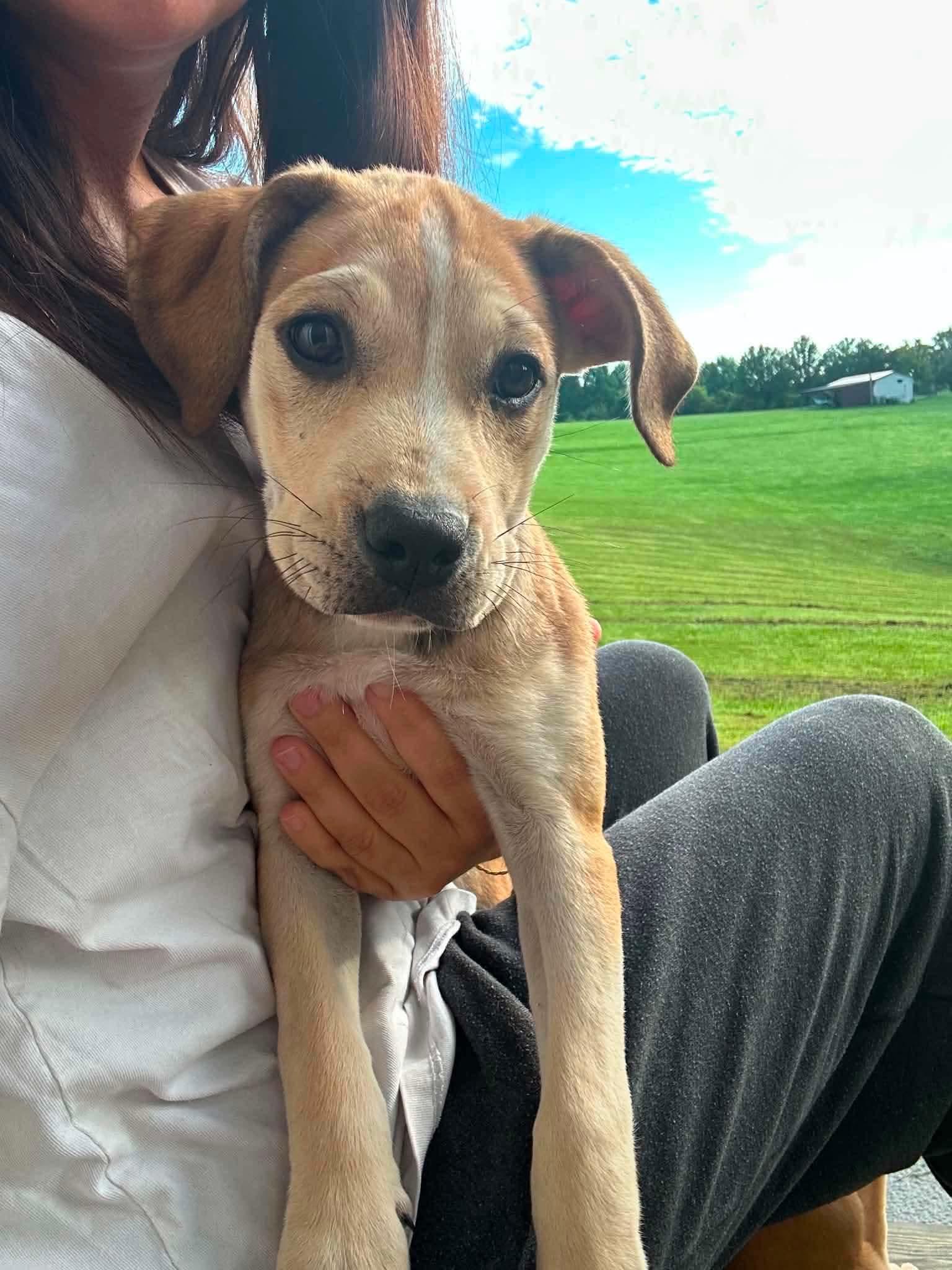 Enlarge Beta, a Adoptable mixed breed in Cincinnati, OH image 1/2