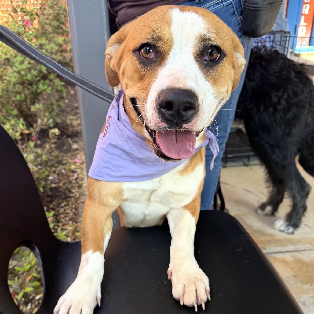 Sadie Belle, Adoptable, Young Female Cardigan Welsh Corgi & Catahoula Leopard Dog.
