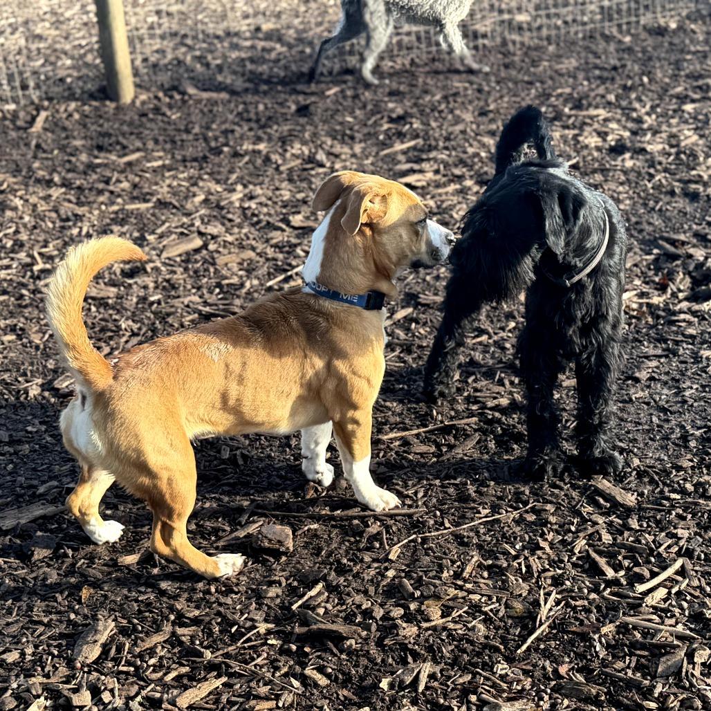 Enlarge Sadie Belle, a Adoptable mixed breed in Peachtree City, GA image 2/5