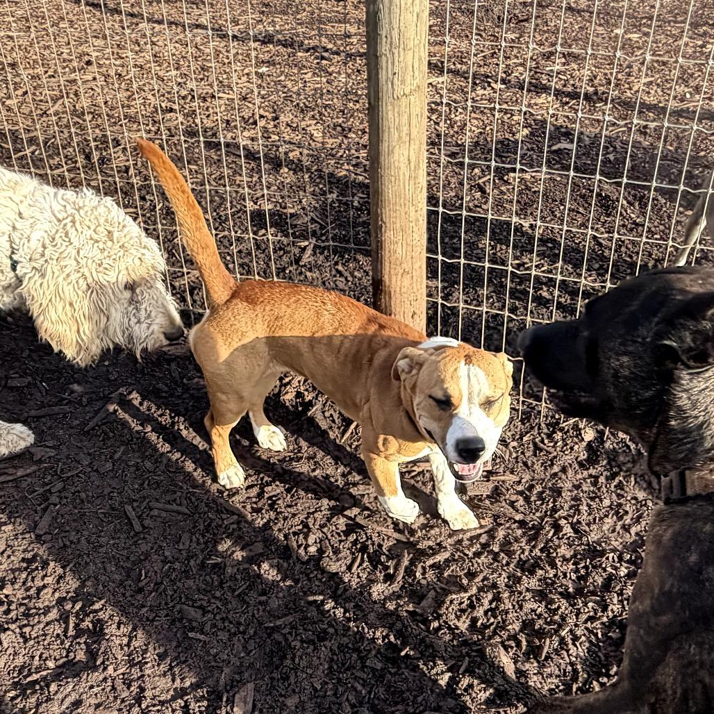 Enlarge Sadie Belle, a Adoptable mixed breed in Peachtree City, GA image 3/5