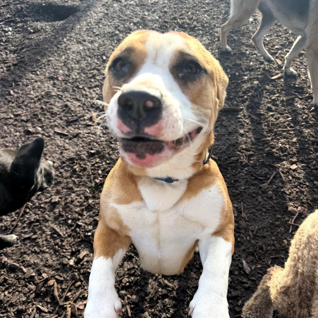 Enlarge Sadie Belle, a Adoptable mixed breed in Peachtree City, GA image 4/5
