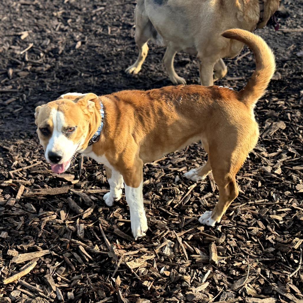 Enlarge Sadie Belle, a Adoptable mixed breed in Peachtree City, GA image 5/5