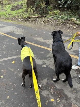 Enlarge Abu, a Adoptable mixed breed in Sacramento, CA image 5/6