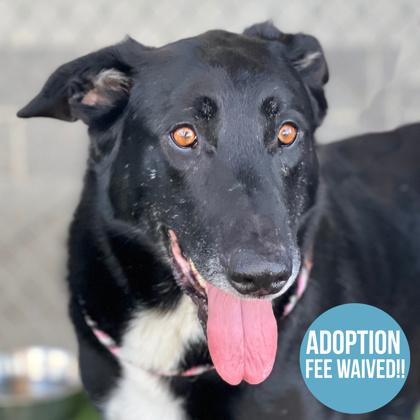 Abu, Adoptable, Adult Male German Shepherd Dog.