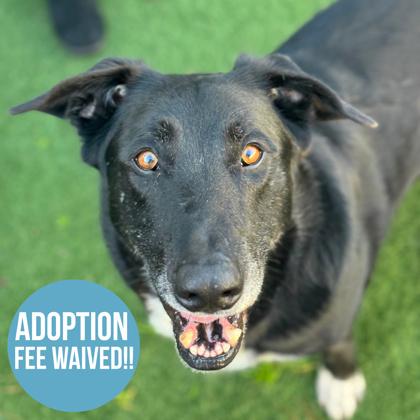 Abu, Adoptable, Adult Male German Shepherd Dog.