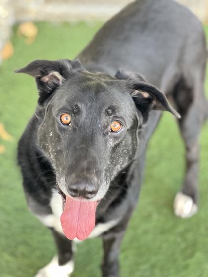 Abu, a Adoptable mixed breed image 2/2