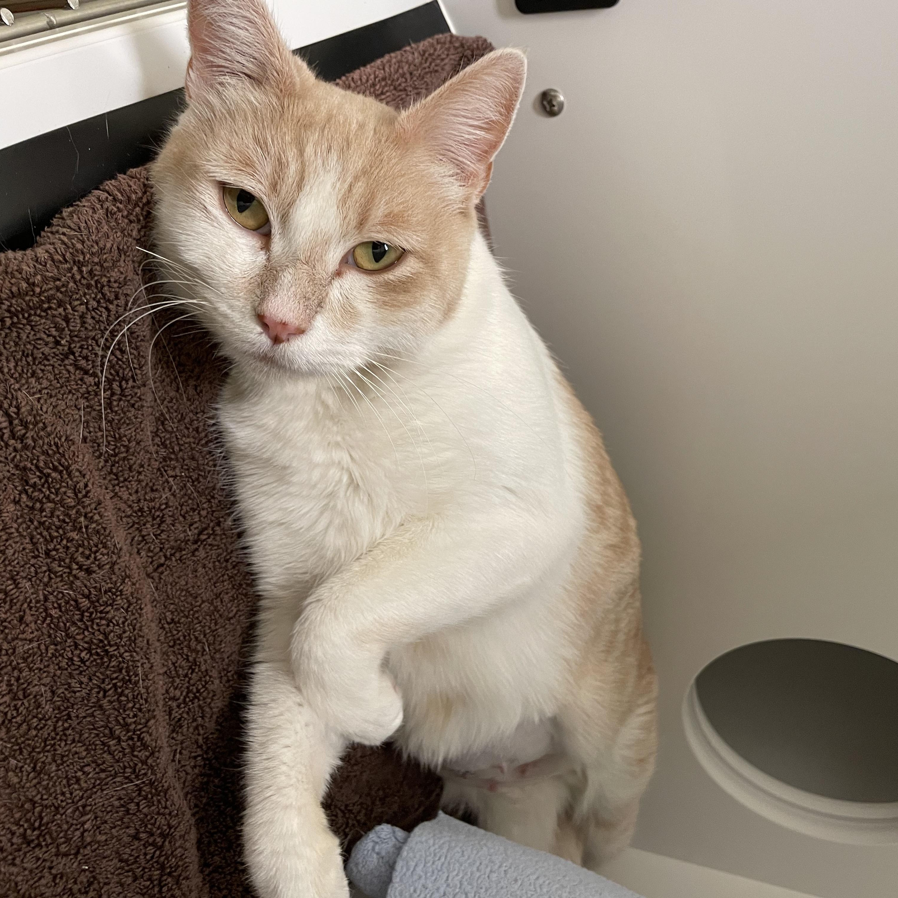 Rose, a Adoptable Domestic Short Hair in Friday Harbor, WA image 1/2