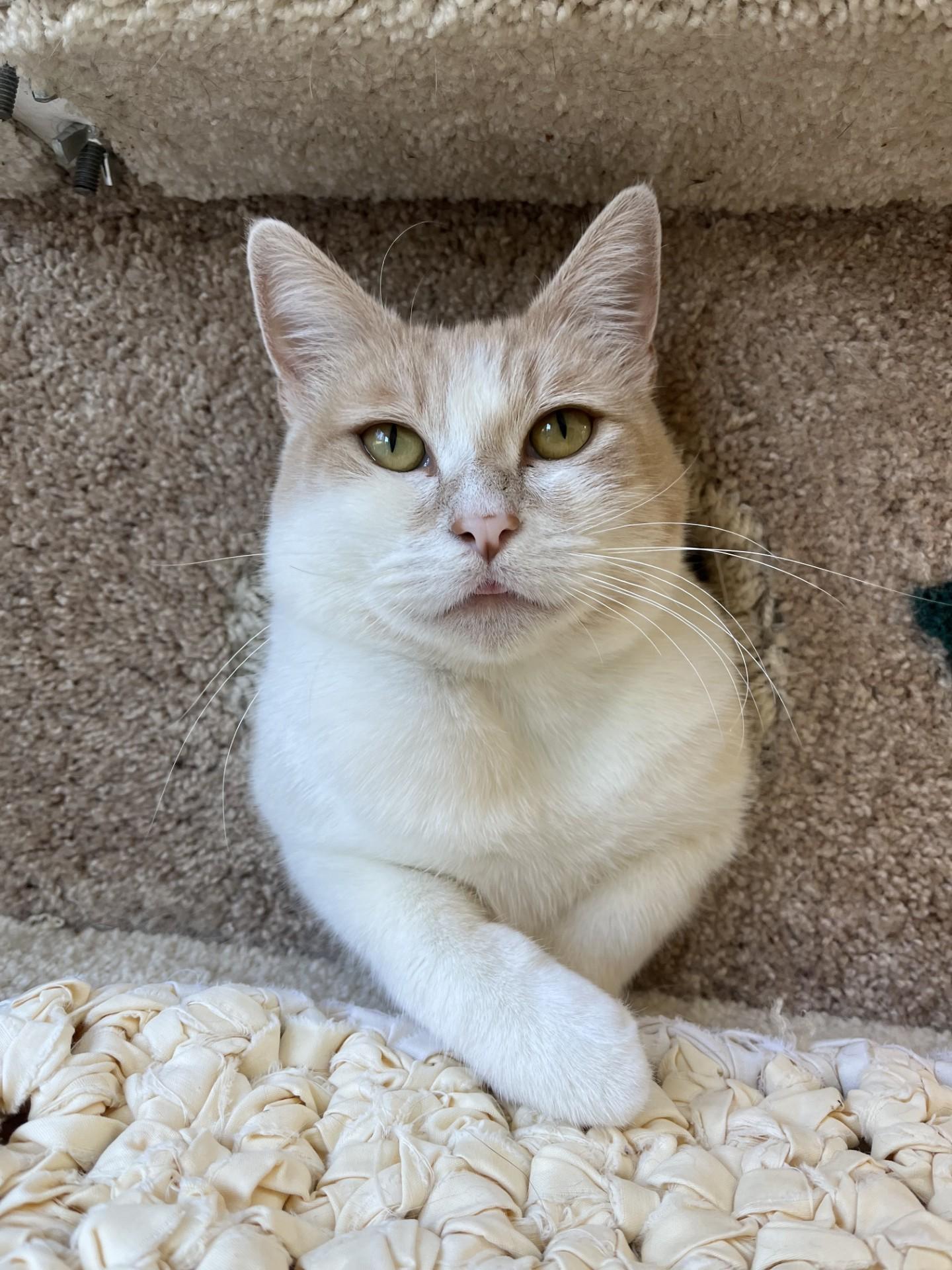 Rose, a Adoptable Domestic Short Hair in Friday Harbor, WA image 2/2