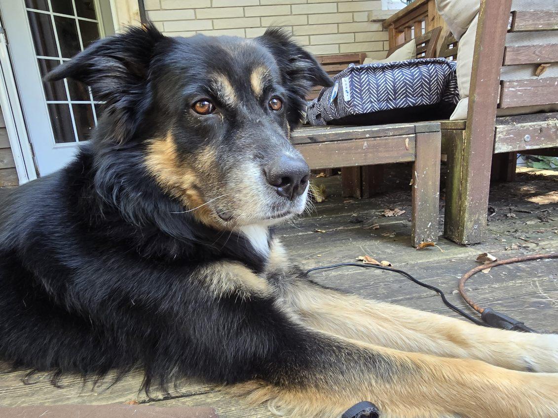 Enlarge Atticus, a Adopted mixed breed in Ottawa, ON image 3/5