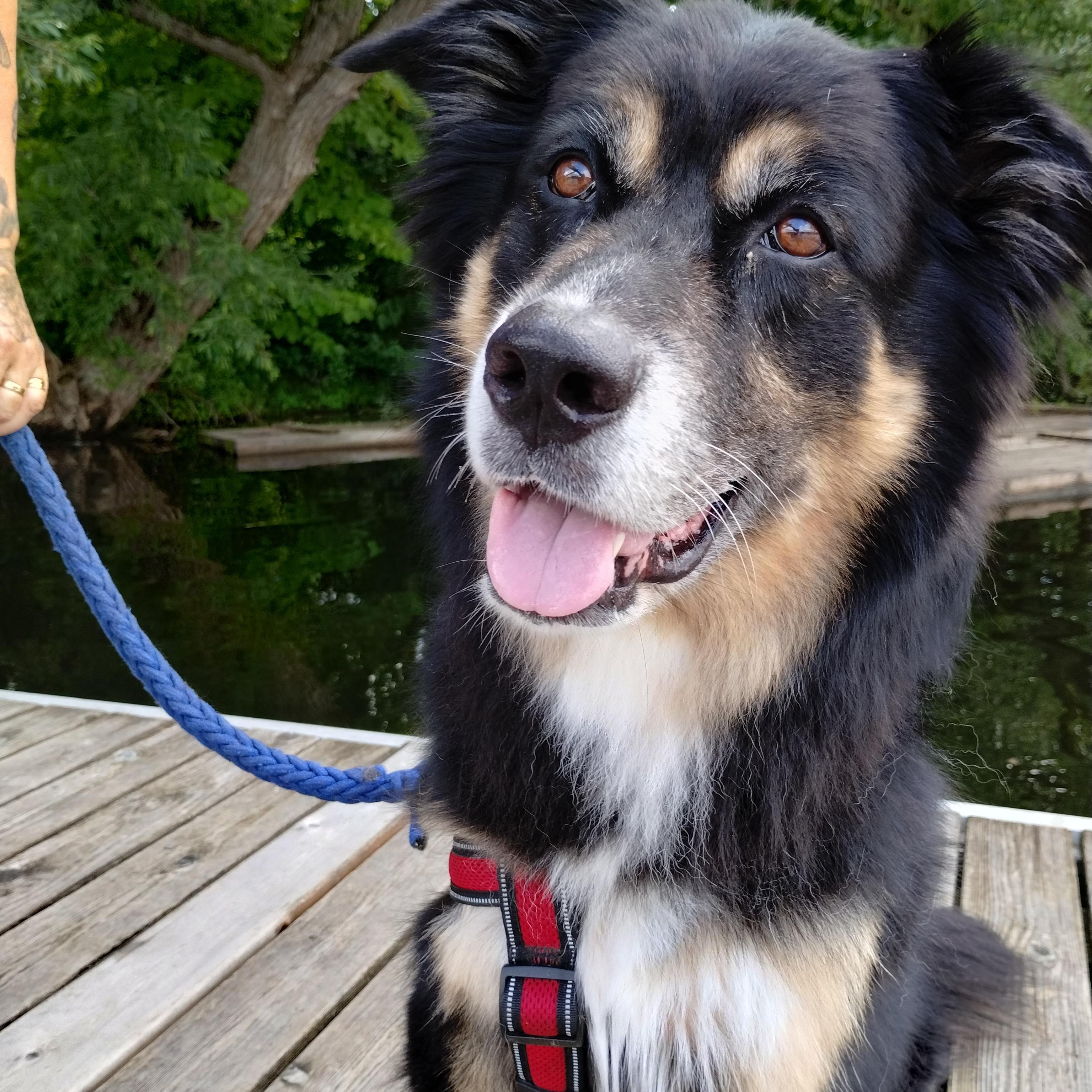 Atticus, Adopted, Adult Male Collie & Shepherd.