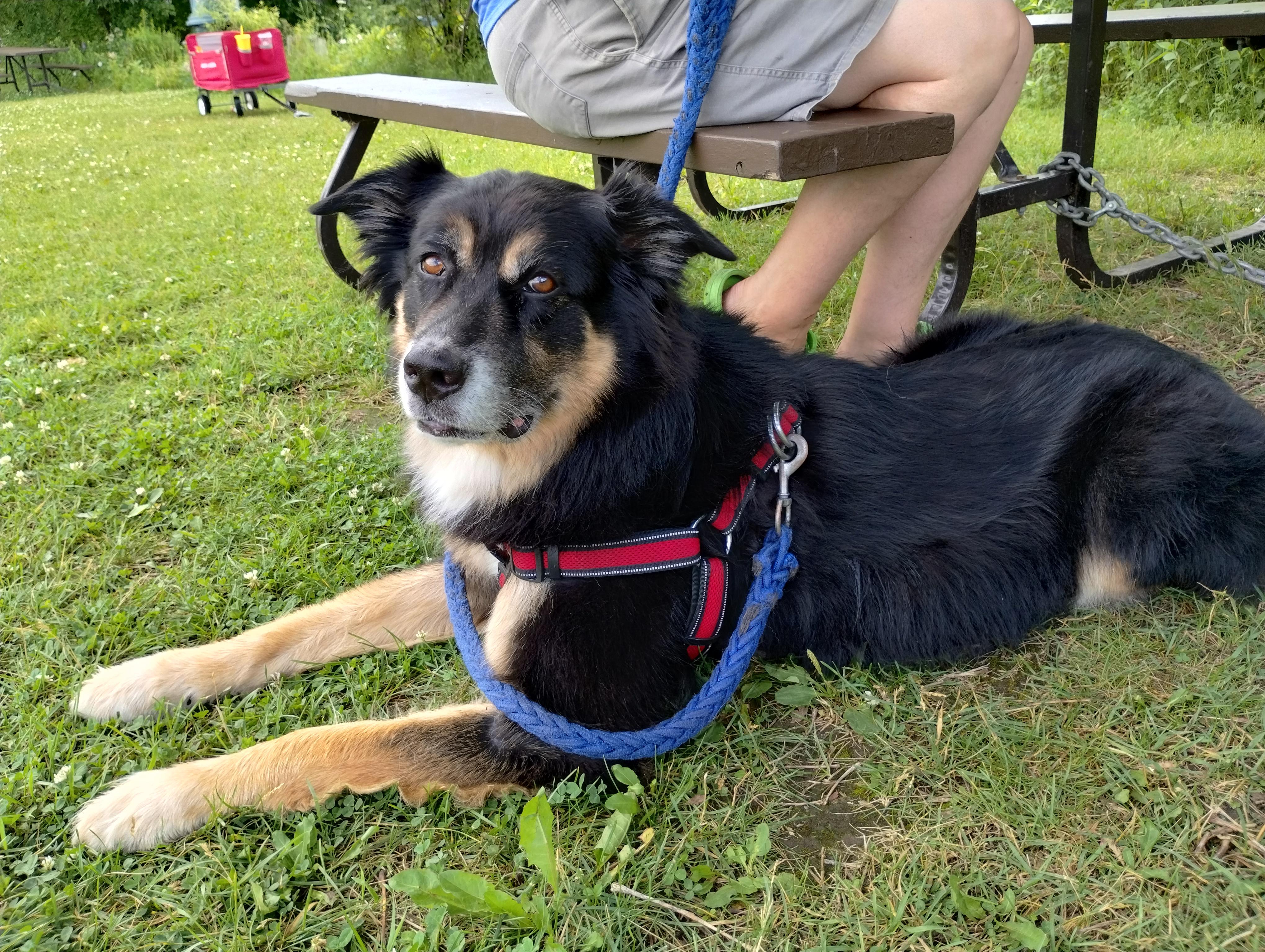 Enlarge Atticus, a Adopted mixed breed in Ottawa, ON image 4/5