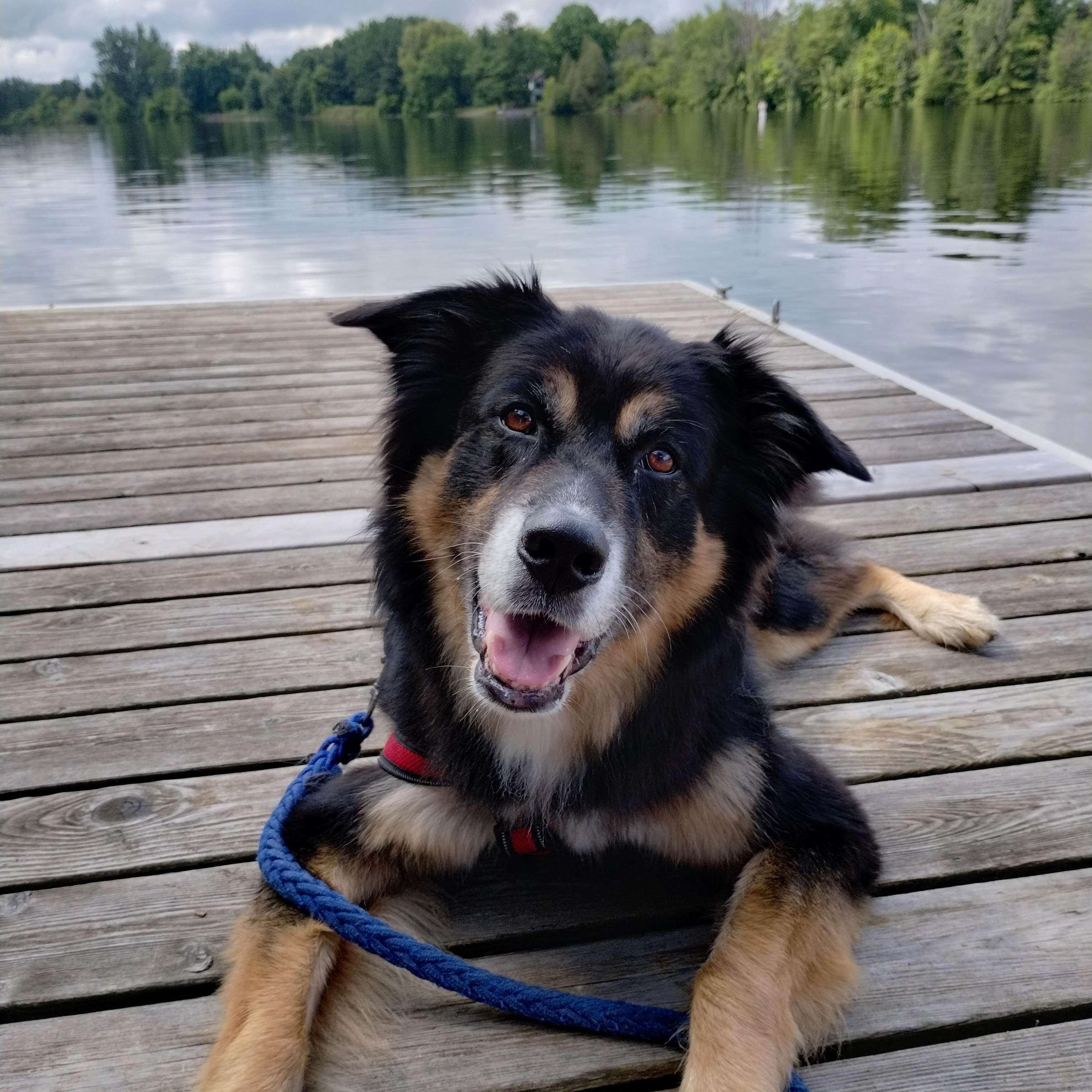 Enlarge Atticus, a Adopted mixed breed in Ottawa, ON image 5/5