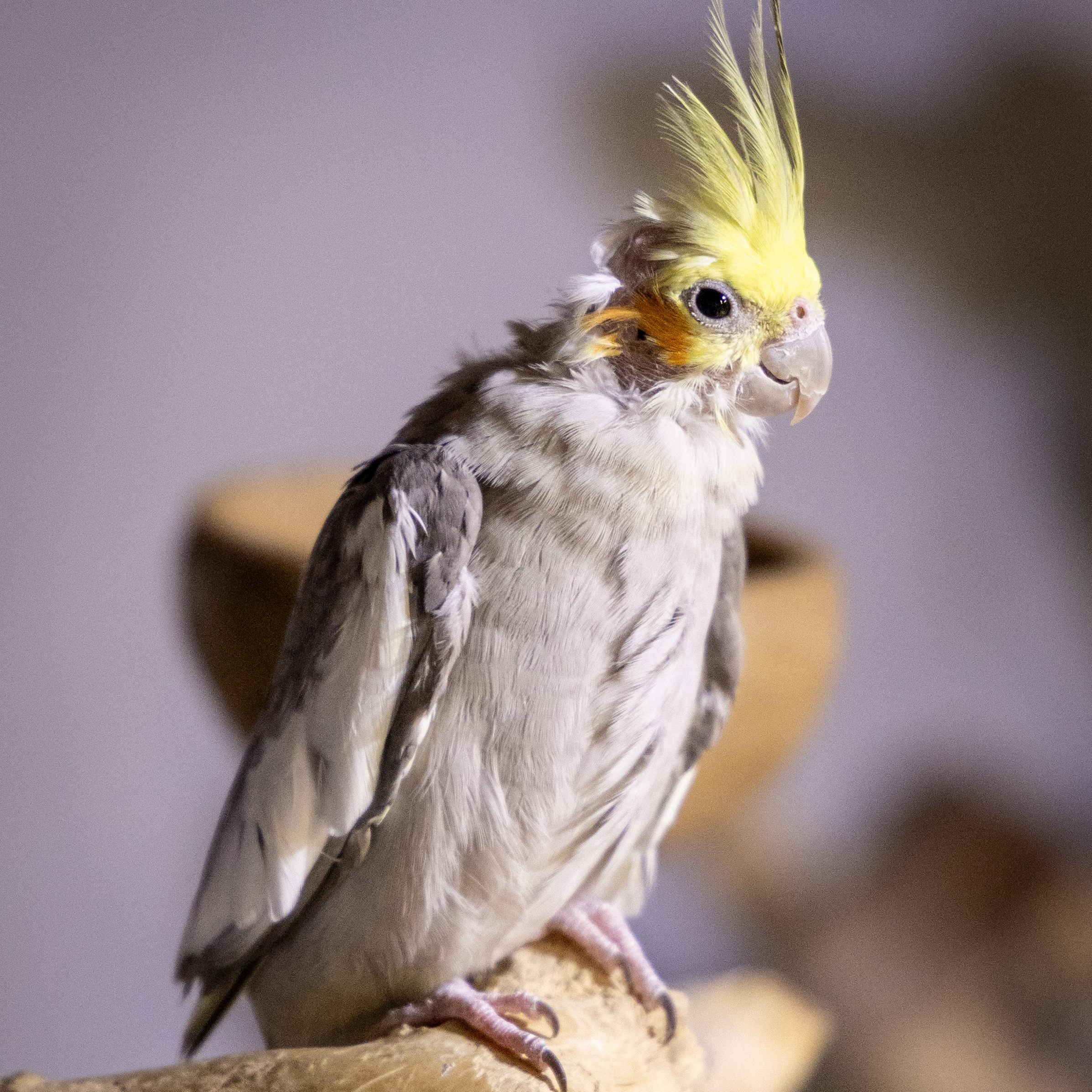 Enlarge Augie & Rocky, a Adoptable Cockatiel in Lenexa, KS image 5/5