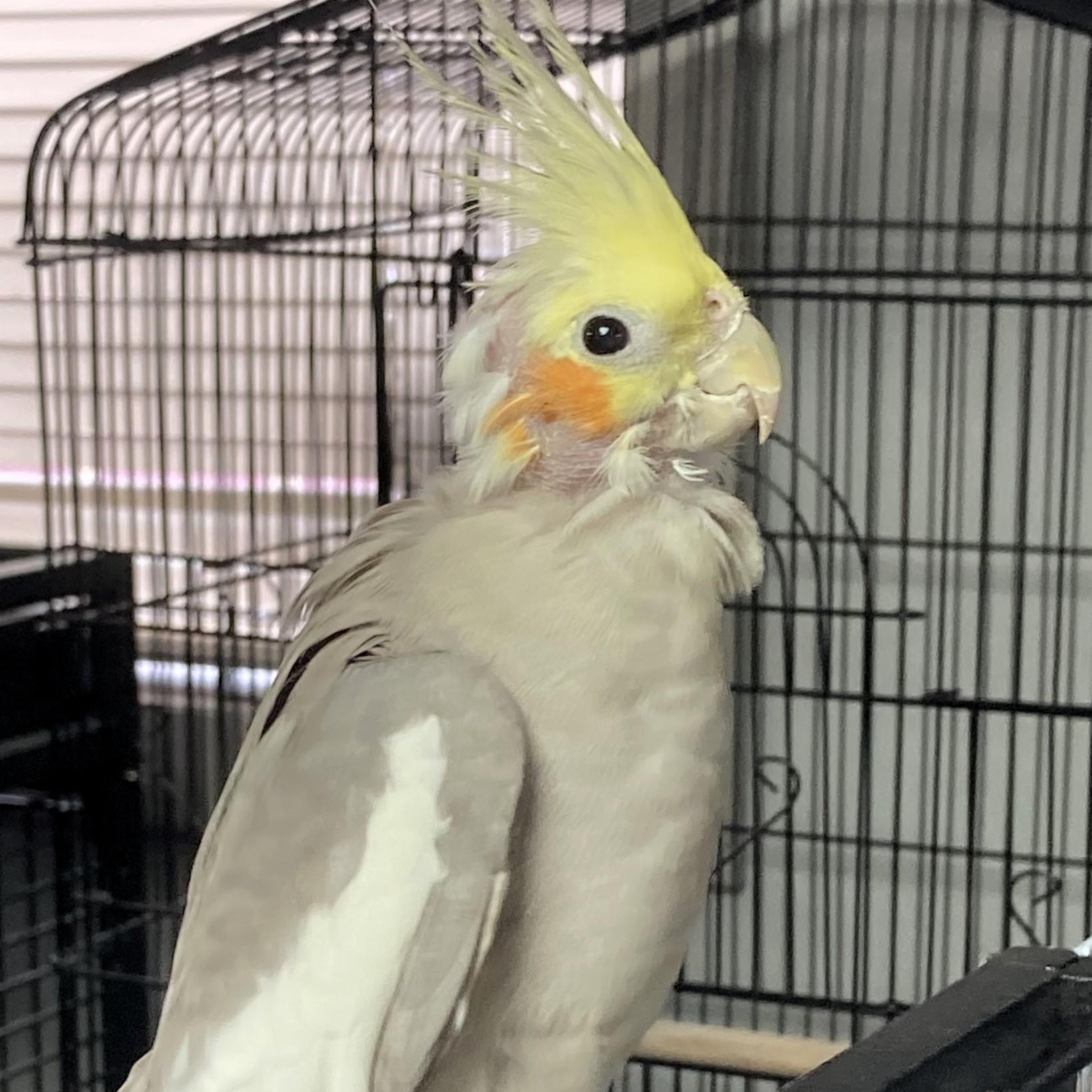 Augie & Rocky, a Adoptable Cockatiel image 1/2
