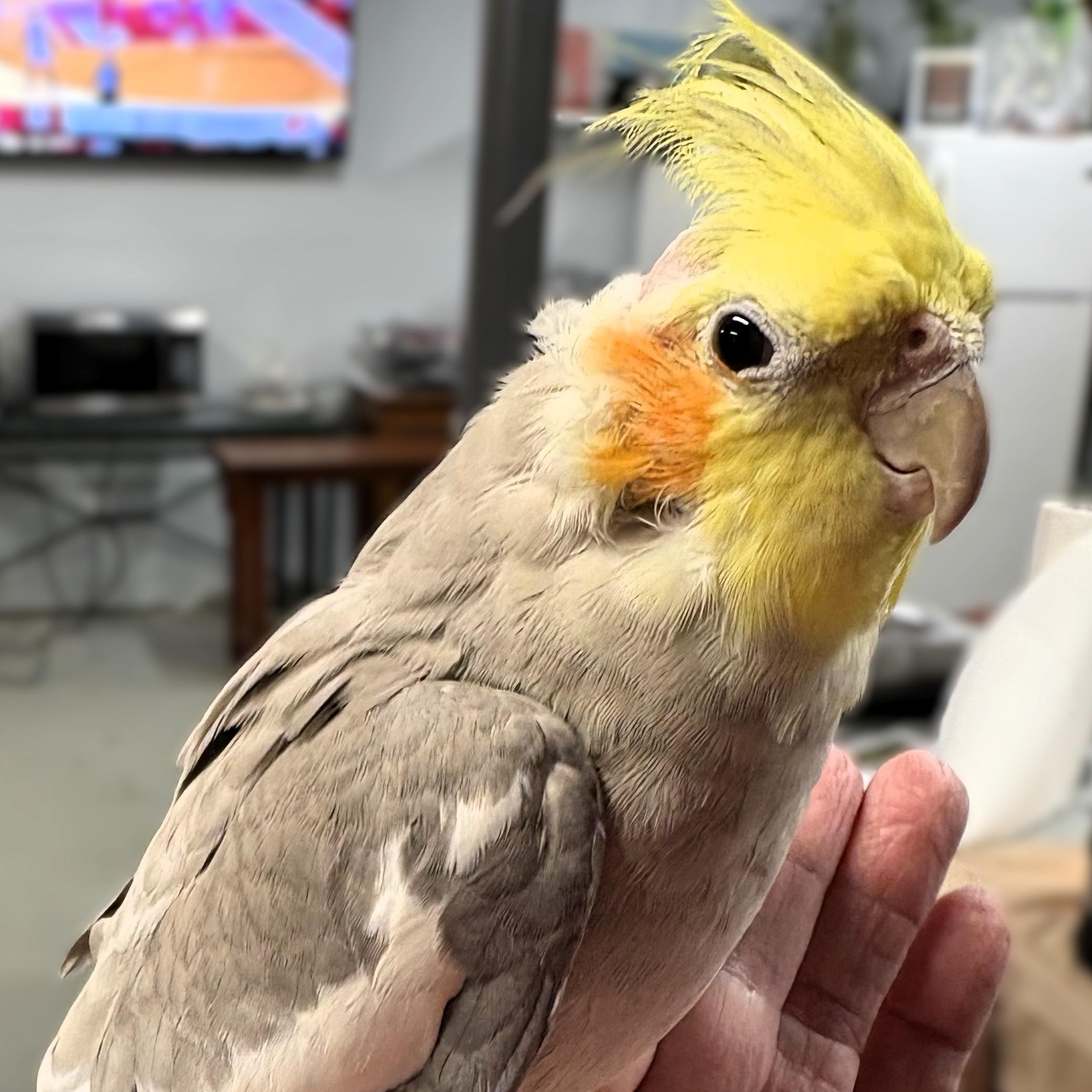 Enlarge Augie & Rocky, a Adoptable Cockatiel in Lenexa, KS image 3/3