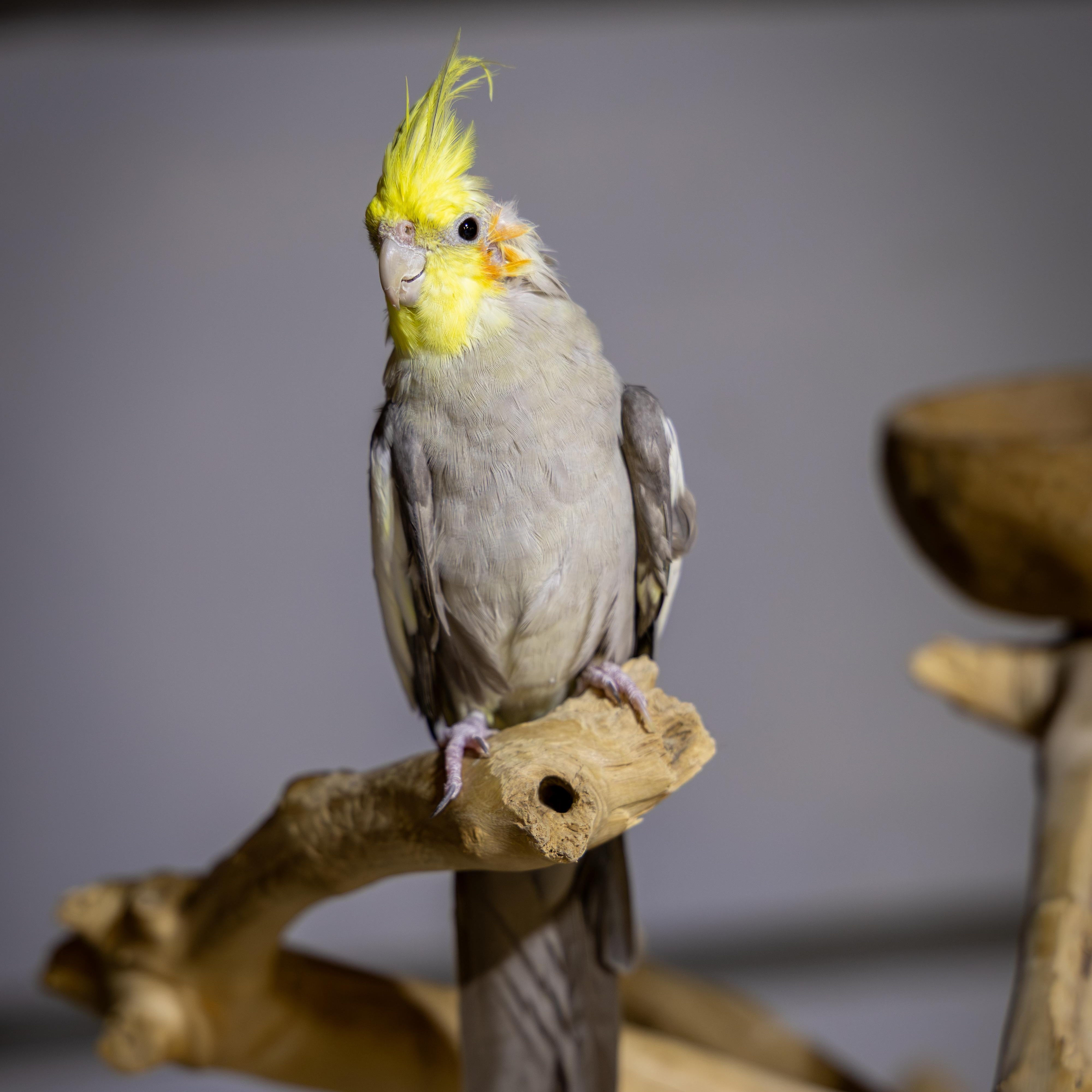 Augie & Rocky, Adoptable, Adult Male Cockatiel.