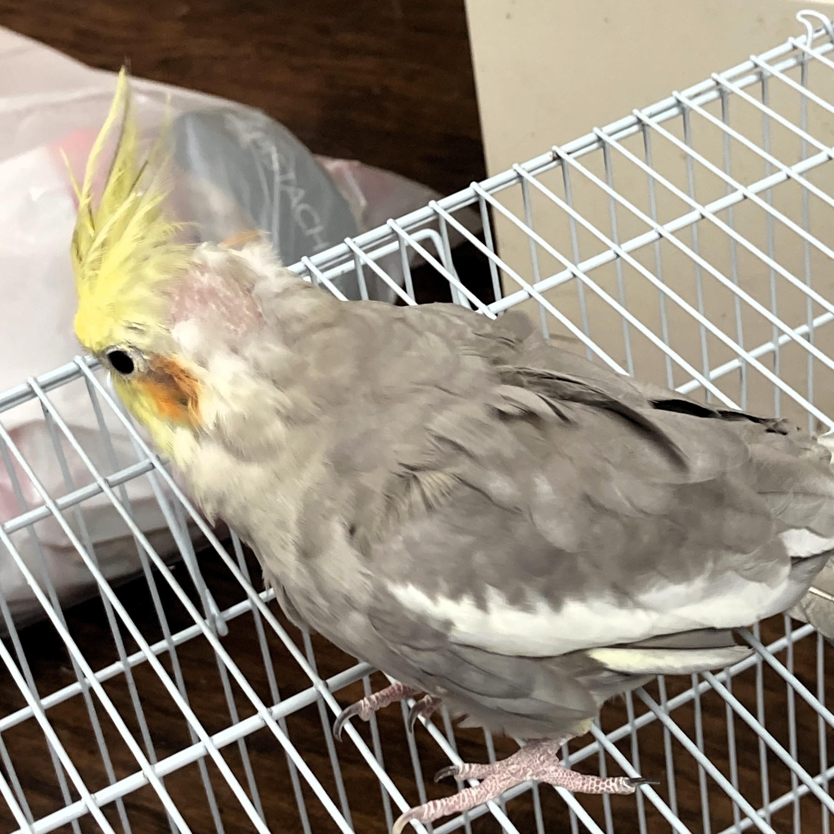 Augie & Rocky, a Adoptable Cockatiel image 2/2