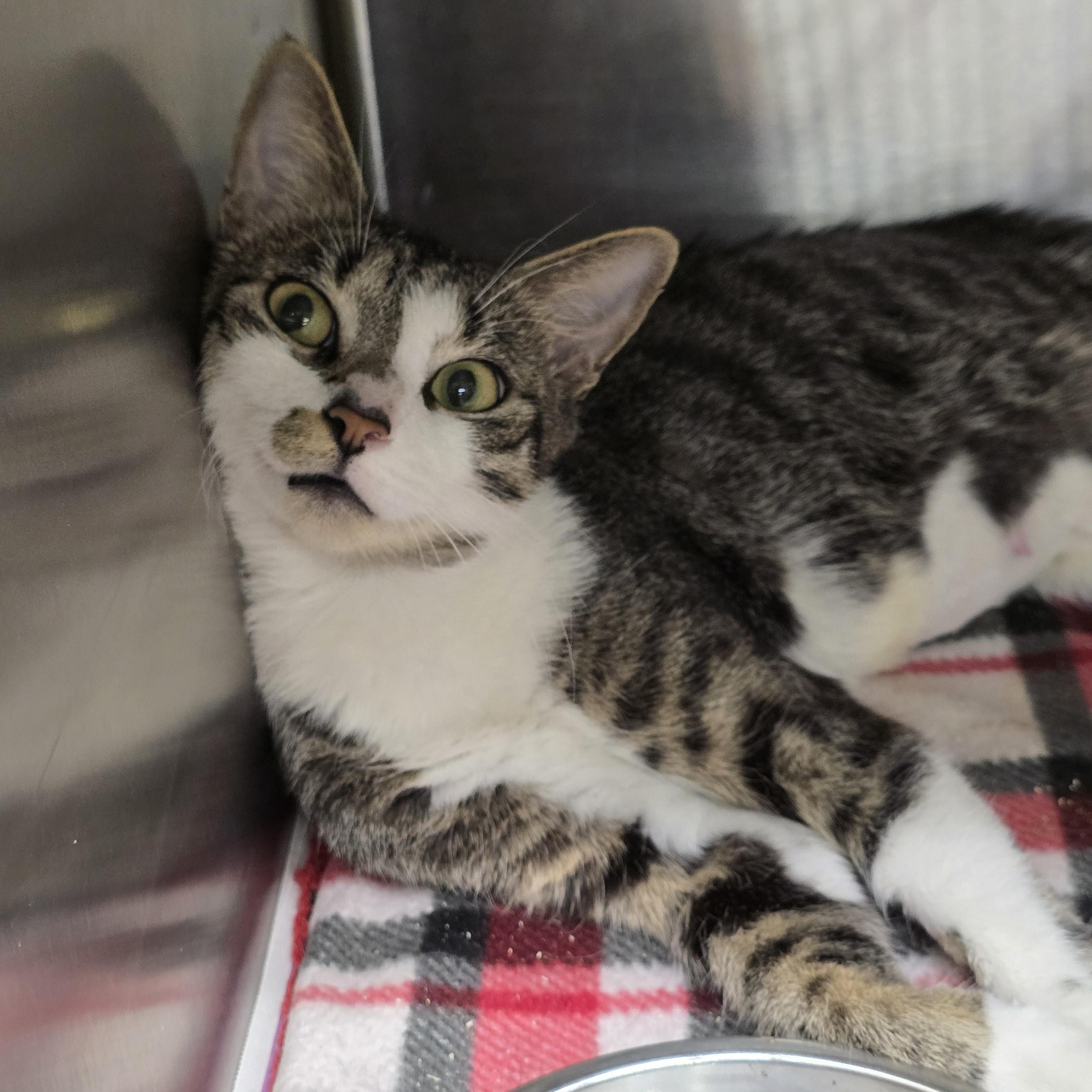 Enlarge Bridget, a Adoptable Domestic Short Hair in Edison, NJ image 1/1