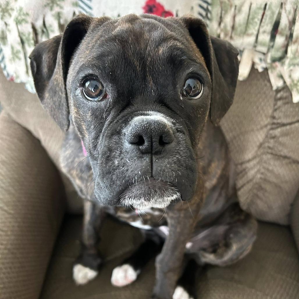 Misty, Adoptable, Young Female Boxer.