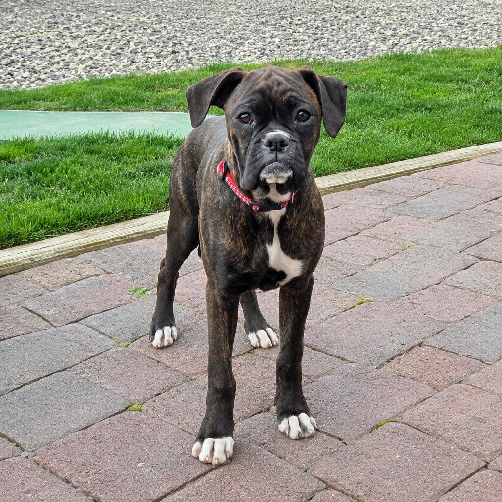 Enlarge Misty, a Adoptable Boxer in McMinnville, OR image 2/3