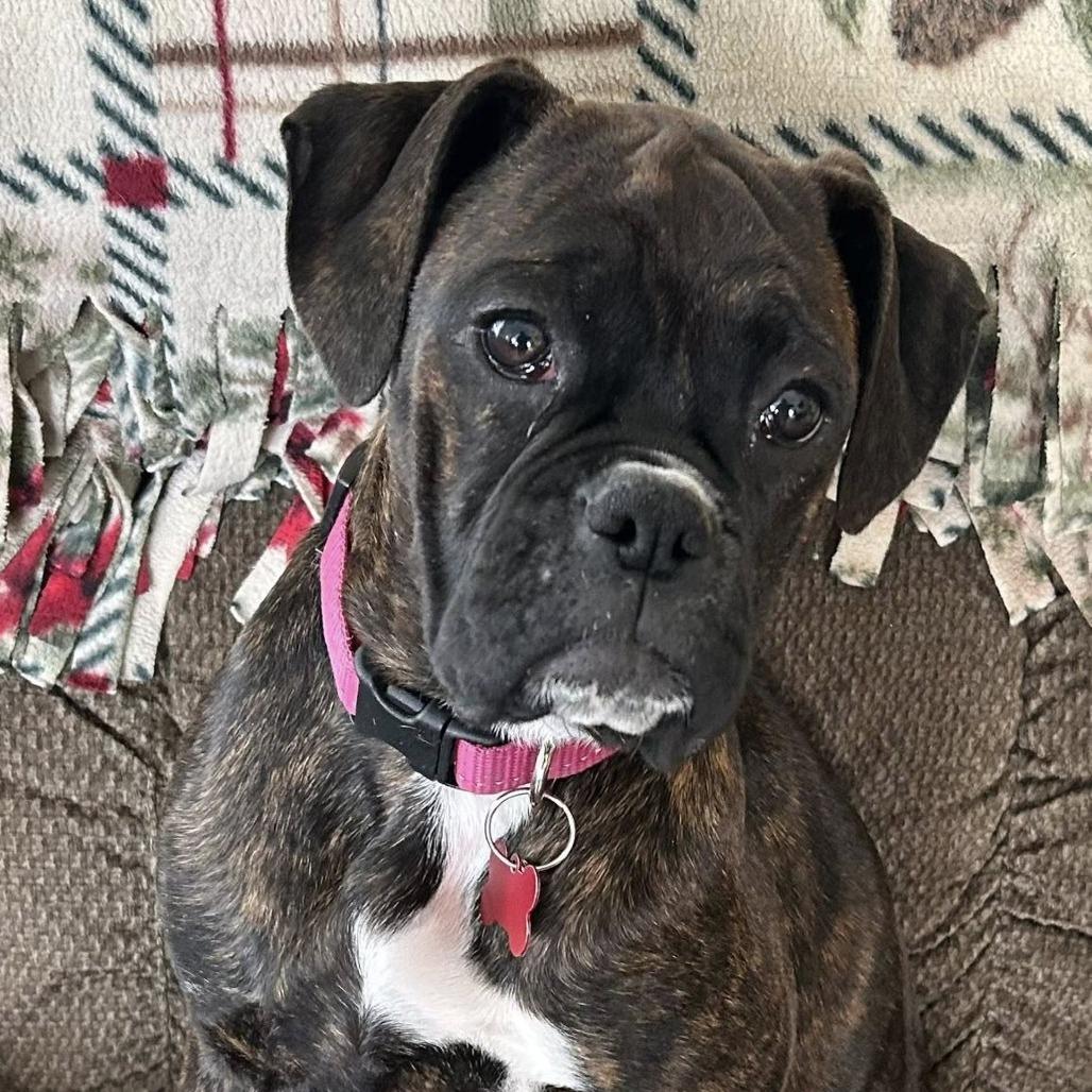 Enlarge Misty, a Adoptable Boxer in McMinnville, OR image 3/3