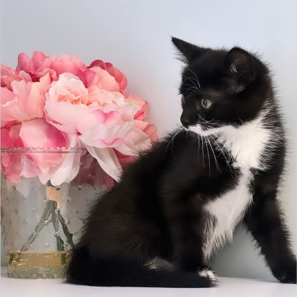 Ariel, ADOPTABLE, Young Female Domestic Short Hair.