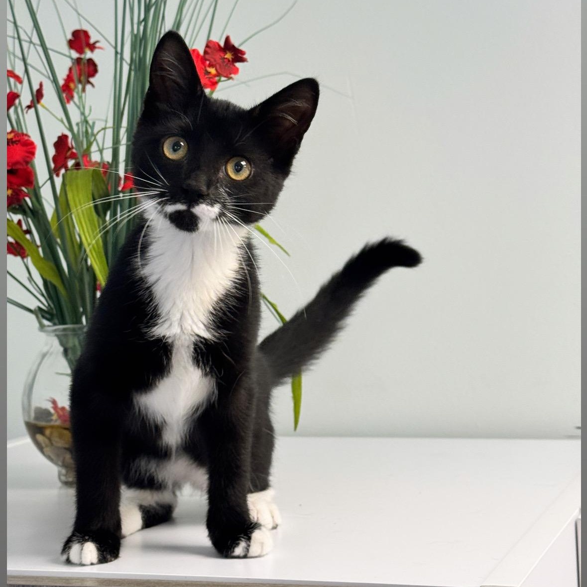 Ariel, ADOPTABLE, Young Female Domestic Short Hair.