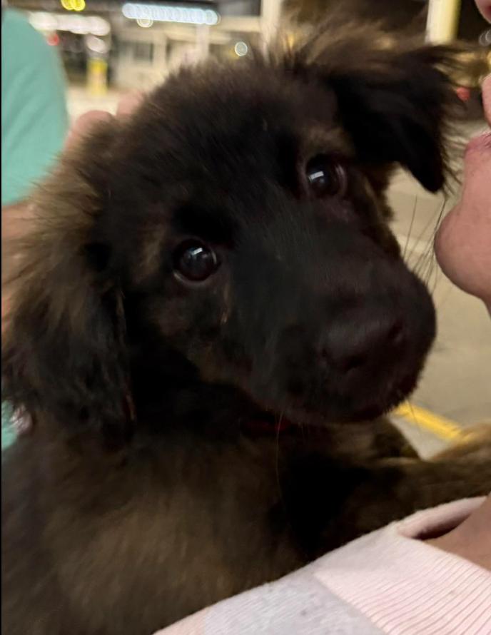 Enlarge Zeke, a ADOPTABLE mixed breed in Eutawville, SC image 4/5