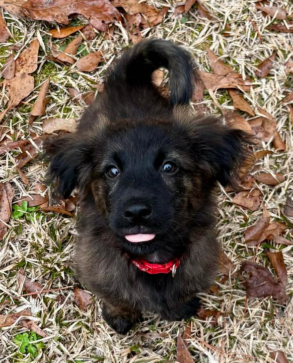 Enlarge Zeke, a ADOPTABLE mixed breed in Eutawville, SC image 1/5